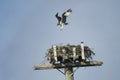 Young Osprey Pandion haliaetus tests itÃ¢â¬â¢s wings